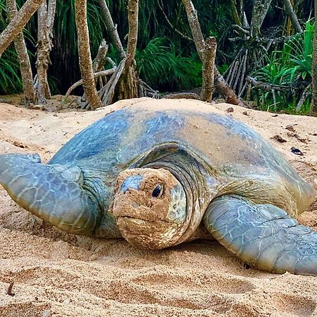 Turtle Paradise 坦加拉 外观 照片