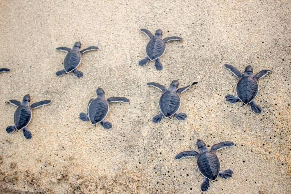Turtle Paradise 坦加拉 外观 照片