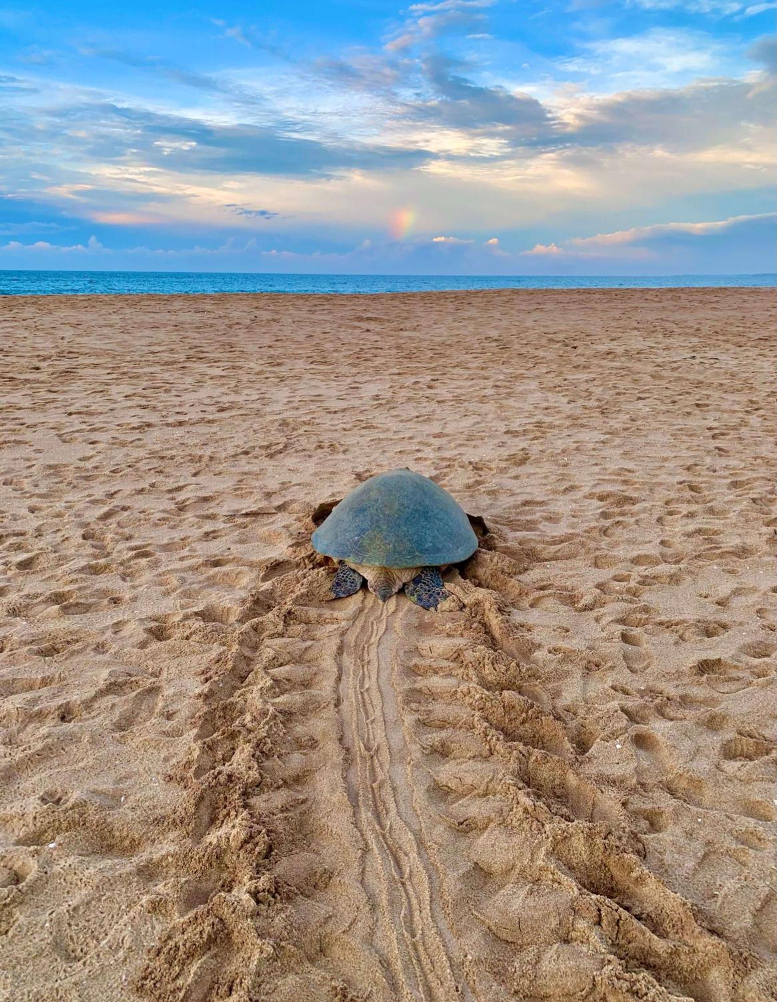 Turtle Paradise 坦加拉 外观 照片