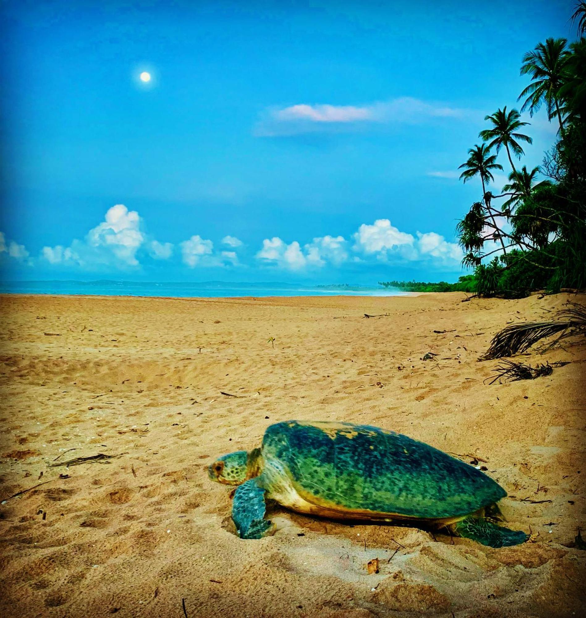 Turtle Paradise 坦加拉 外观 照片